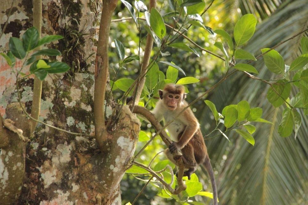Plantation Villa Kalutara Eksteriør bilde