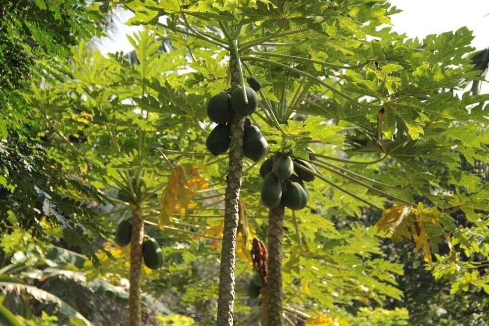 Plantation Villa Kalutara Eksteriør bilde