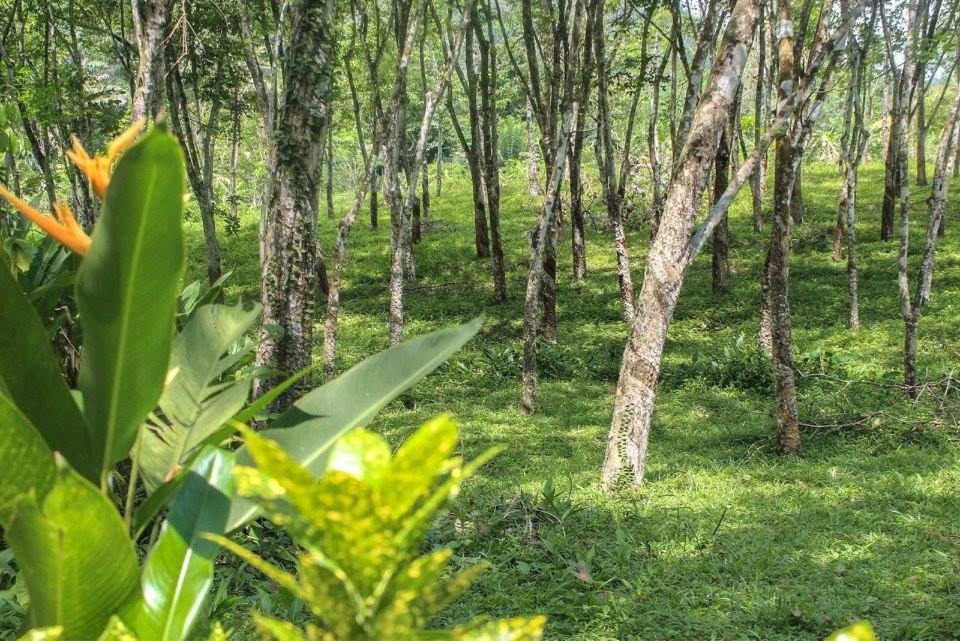 Plantation Villa Kalutara Eksteriør bilde